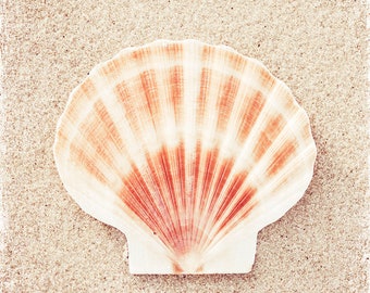 Seashell Photography - beach sea shell peach beige white shore seashore coastal wall art fine art - 10x10, 8x8 Photograph, "Scallop Shell"