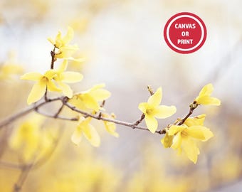 Yellow Forsythia Flower Photography Print, Floral Wall Art, Nature Wall Art, Spring Artwork, Canvas Gallery Wrap, Colorful Wall Decor