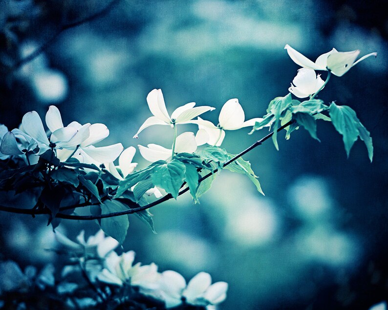 Dark Navy Blue Wall Art Canvas Flower Photography Nature Etsy