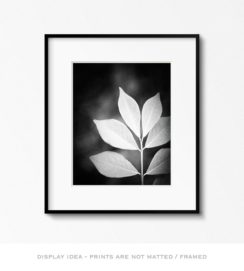 Black and White Nature Photography Vertical Wall Art Leaf Etsy