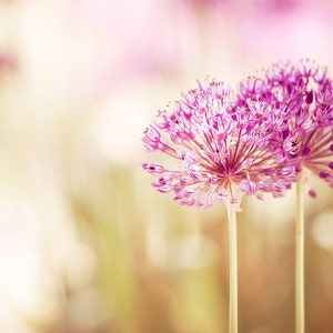 Pink Flower Photography Nature, Girl Nursery, Girls Bedroom Decor Women, Floral Art Print, Botanical Photo, Light Pink Beige Tan Print