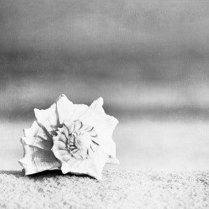 Puede incluir: Fotograf&iacute;a en blanco y negro de una concha marina sobre arena. La concha blanca presenta un centro en espiral y una superficie texturizada. El fondo borroso, de tono neutro, sugiere una escena de playa.