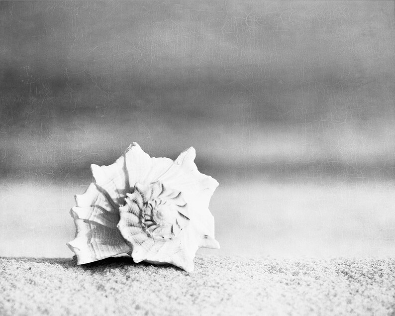 Puede incluir: Fotograf&iacute;a en blanco y negro de una concha marina sobre arena. La concha blanca presenta un centro en espiral y una superficie texturizada. El fondo borroso, de tono neutro, sugiere una escena de playa.