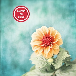 Teal Orange Dahlia Flower Photography Print or Canvas Wall Art on Etsy