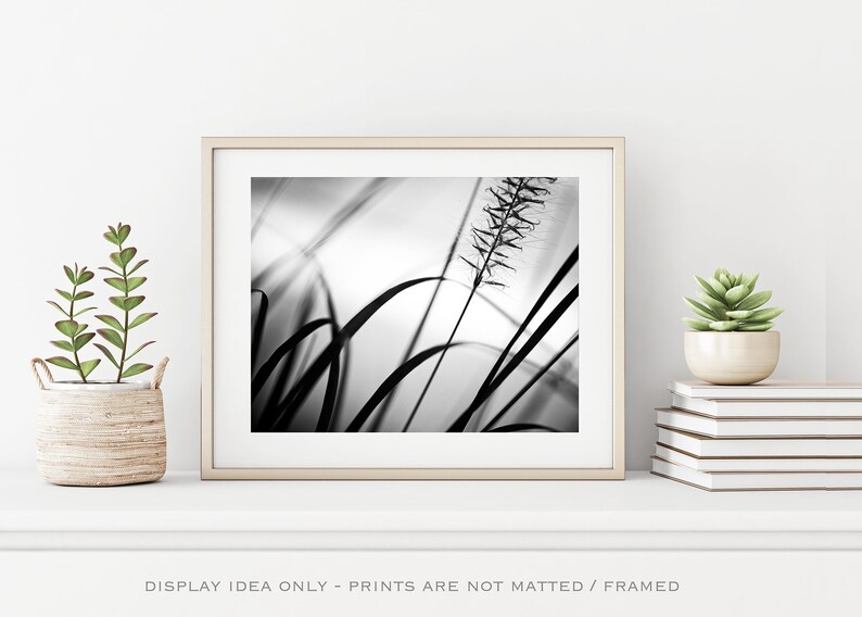 Black and White Nature Photography Botanical Print, Modern Wall Art, Grey Wall Decor, Original Artwork Abstract, Prints for Framing image 1