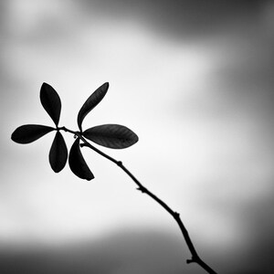 May include: A black and white photograph of a plant stem with five leaves. The leaves are arranged in a star-like pattern. The background is a blurred, grayscale sky.