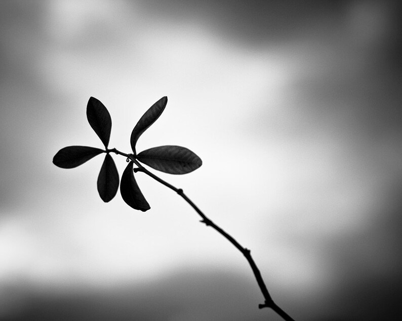 May include: A black and white photograph of a plant stem with five leaves. The leaves are arranged in a star-like pattern. The background is a blurred, grayscale sky.