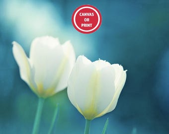 Teal White Tulip Flower Photography Print - Aqua Turquoise Floral Wall Art