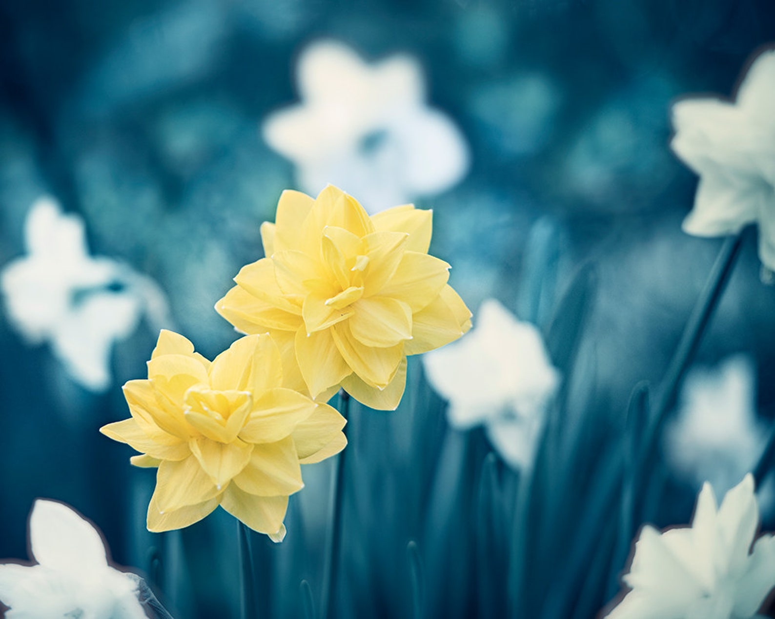 Navy Blue Wall Art Yellow Art Picture Sets of 3 Flower Etsy