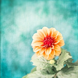 May include: A close-up of a vibrant orange dahlia flower with a deep red center, set against a textured teal background. The flower's petals are layered and detailed, with green leaves and a bud visible.
