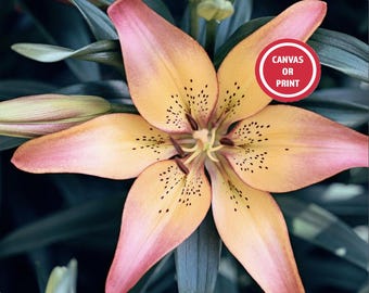 Lily Photography, Elegant Flower Print, Modern Lillies Wall Art, Colorful Floral Wall Art, Chic Living Room Wall Art, Nature Picture