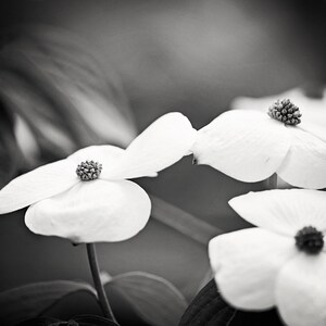 May include: Black and white photograph of dogwood flowers. The image focuses on the delicate white petals and the textured centers of the flowers. The background is blurred, creating a soft, artistic effect. The composition highlights the natural beauty of the blossoms.