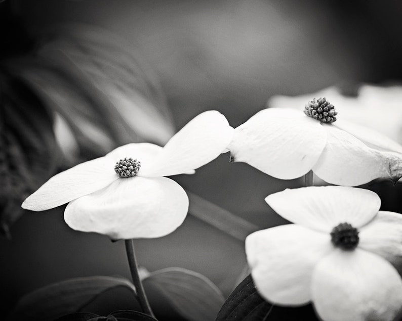 May include: Black and white photograph of dogwood flowers. The image focuses on the delicate white petals and the textured centers of the flowers. The background is blurred, creating a soft, artistic effect. The composition highlights the natural beauty of the blossoms.
