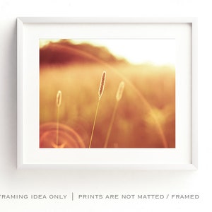 May include: A framed print featuring a warm, golden-toned landscape with soft focus. Three slender grass stalks are in the foreground, with a blurred background of sunlight and fields. The white frame adds a clean, modern touch.