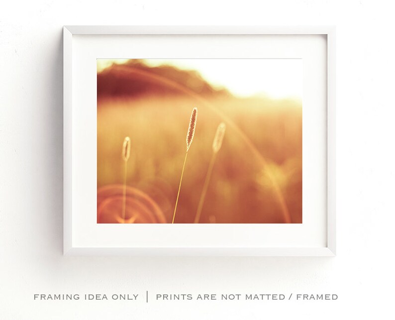 May include: A framed print featuring a warm, golden-toned landscape with soft focus. Three slender grass stalks are in the foreground, with a blurred background of sunlight and fields. The white frame adds a clean, modern touch.