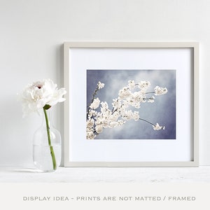 Floral Photography light steel blue white nursery grey gray branch spring wall print flower blossom nature photograph, Autograph of Angels image 5