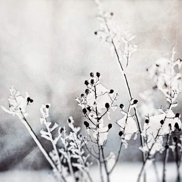 Winter Scene Photo - Etsy