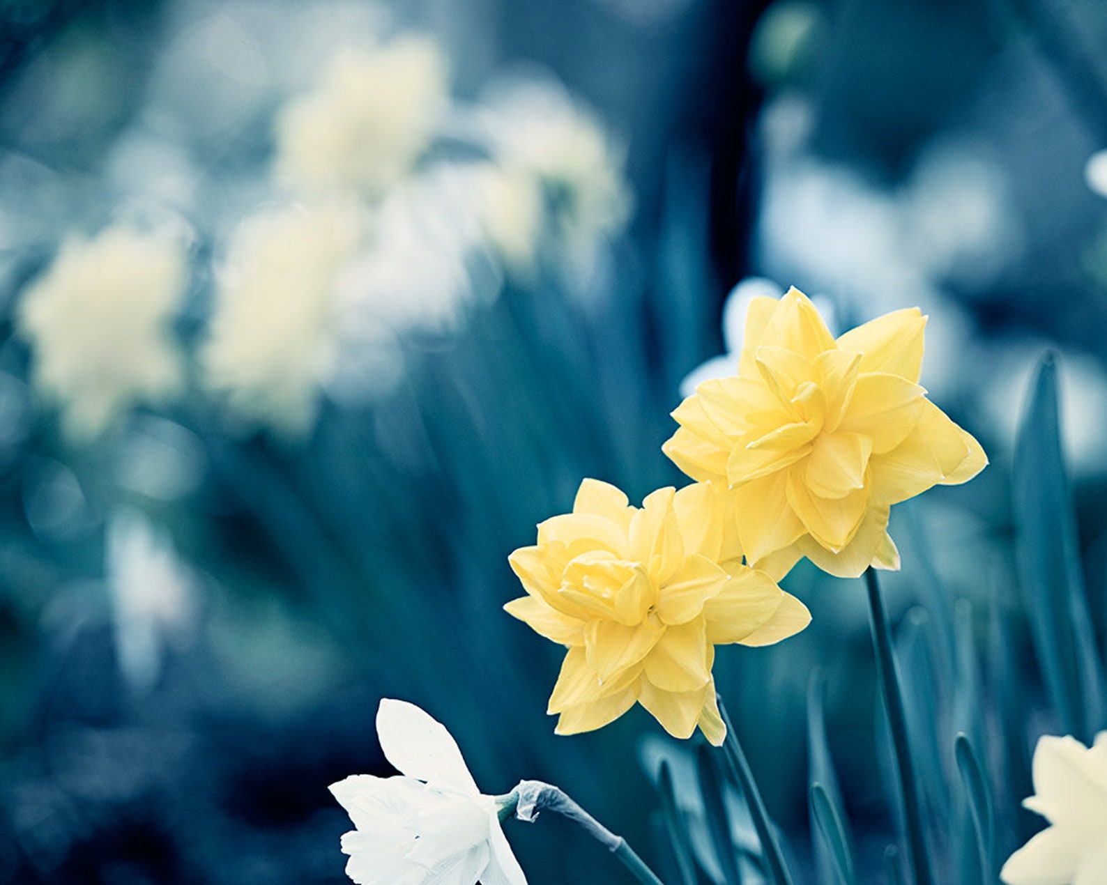 Navy Blue Wall Art Yellow Art Picture Sets of 3 Flower Etsy