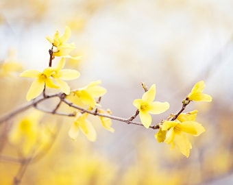 Forsythia Photography, yellow nursery wall art flower floral spring nature print pale botanical branches photo, 8x10 Photograph, "Delight"