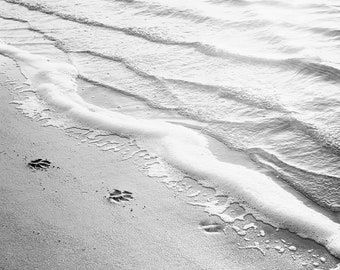 Black and White Photography - water ripples ocean beach sea paw print grey gray light modern wall art - 11x14, 8x10 Photograph, "Paw Prints"