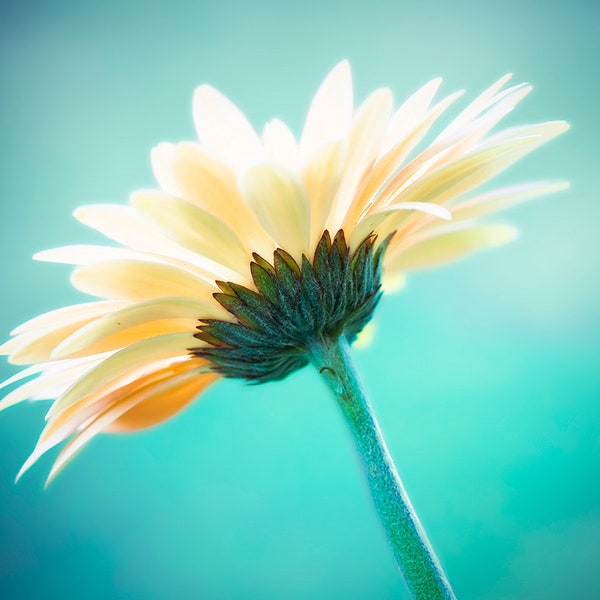 Flower Print - Botanical Art Gerbera Daisy Flower Photography Poster Floral Print Blue Wall Decor Nature Photography "Vanity"