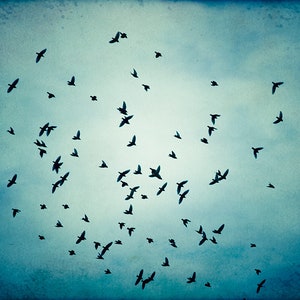 Fine art photography bird blue wall art print nature flock of birds flying photo black modern decor 11x14, 8x10 Photograph, Swarm Print