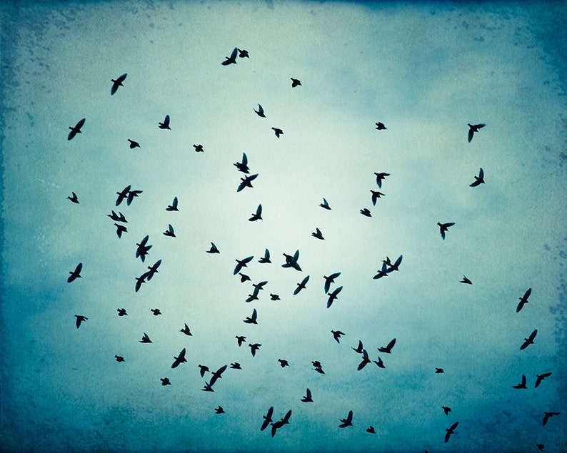 Fine art photography bird blue wall art print nature flock of birds flying photo black modern decor 11x14, 8x10 Photograph, Swarm Print