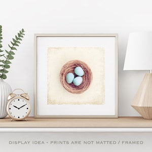 Farmhouse Photography Bird Eggs Print Country Artwork, Modern Rustic Decor, Robins Egg Blue Decor, Large Nature Prints, Cream Beige Brown image 5