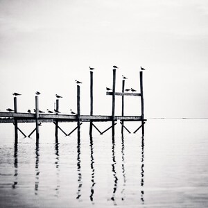 Puede incluir: Fotograf&iacute;a en blanco y negro de un muelle de madera que se extiende hacia aguas tranquilas. Varias aves est&aacute;n posadas en los postes del muelle. El agua refleja el muelle y las aves, creando una imagen sim&eacute;trica bajo un cielo nublado.