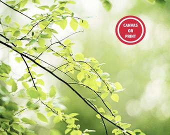 Green Leaves Tree Branch Photography Print – Botanical Wall Art