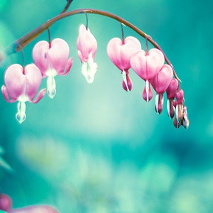 Pink Bleeding Hearts Flowers Print - Teal Bedroom Decor - Floral Photography