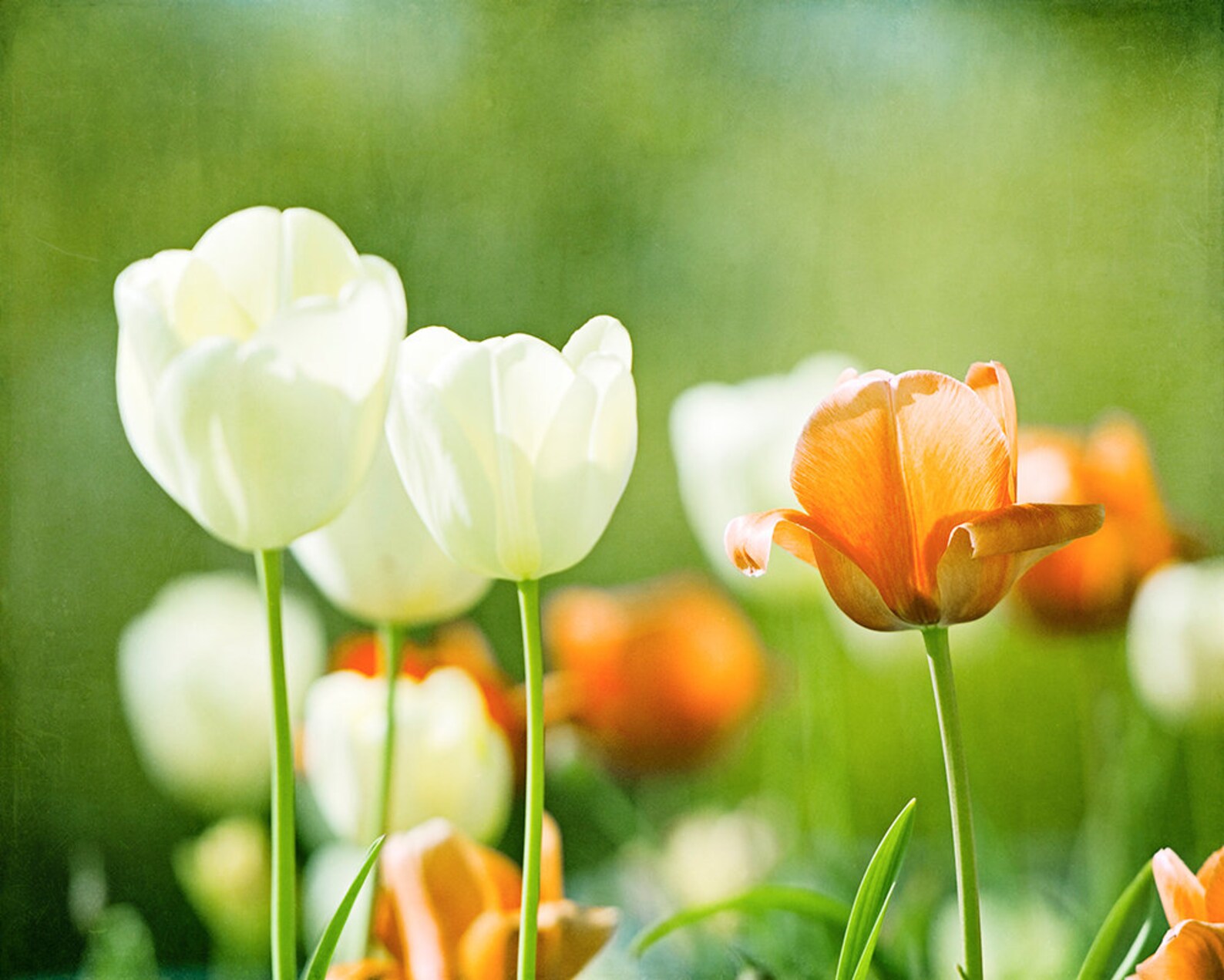 Set of Three Wall Art Prints Green Botanical Print Set of 3 Etsy