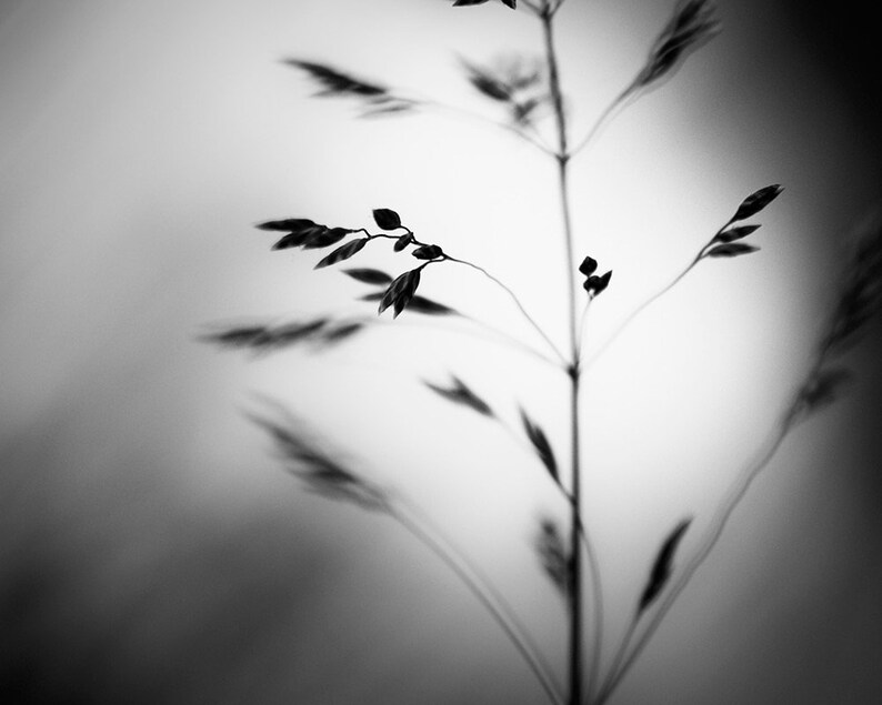 May include: A black and white photograph of a plant stem with delicate leaves and seed heads. The image has a shallow depth of field, with the plant in sharp focus against a blurred background. The shadows create a soft, artistic effect.