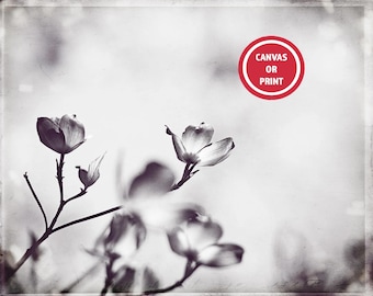 Neutral Abstract Wall Art, Black White Photography Print (or Canvas), Dogwood Flower Blossoms, Chic Grey Floral Art, Nature Bedroom Photo