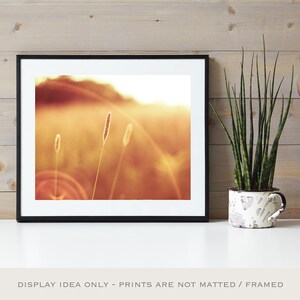 May include: Framed print of a sunlit field with tall grass. The image has a warm, golden color palette. A potted snake plant in a decorative black and white speckled pot sits to the right of the framed print.