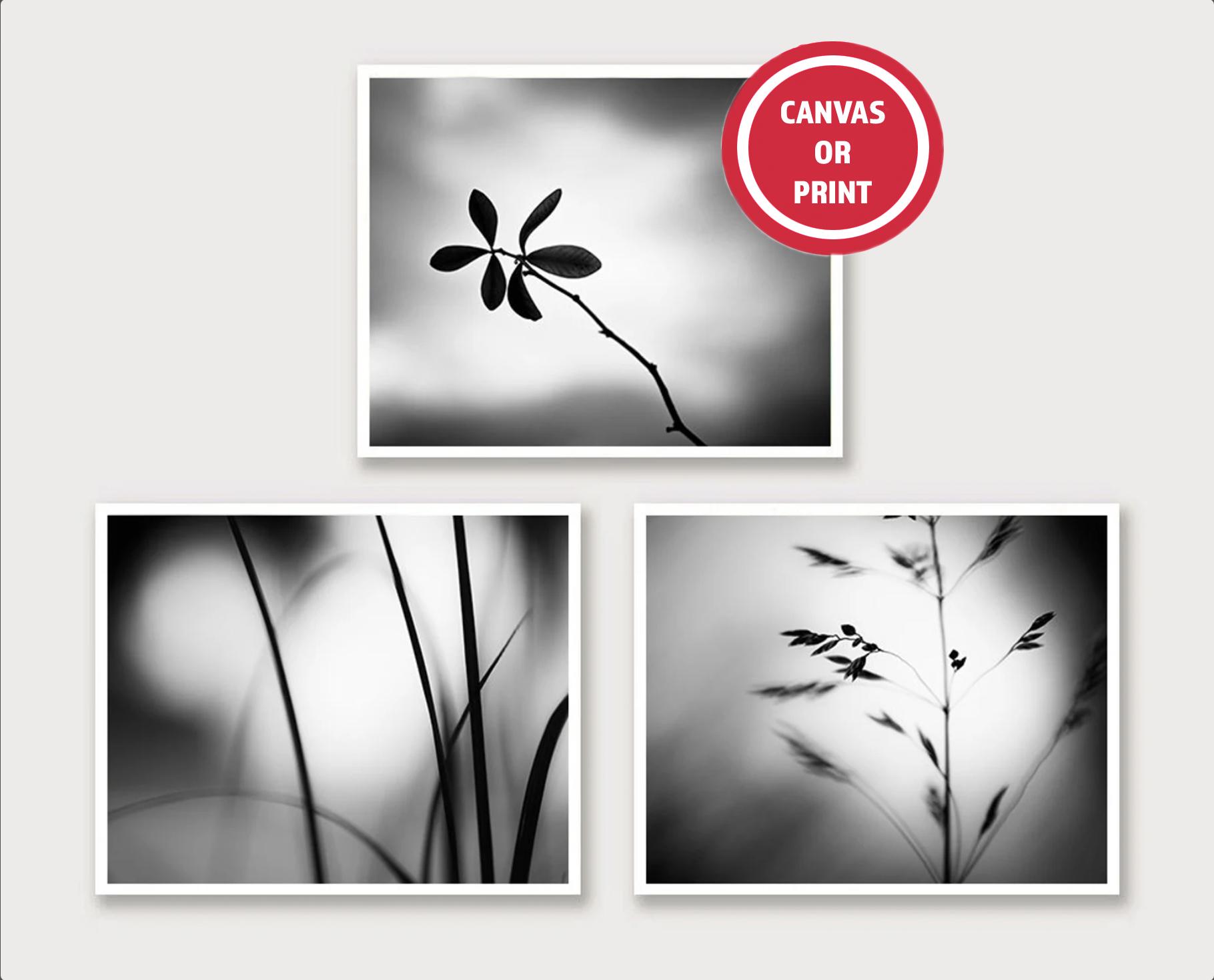 Botanical Prints Wall Art (Set of 3) Black White Photography Prints, Moody Artwork Sets, Chic Modern Living Room Art, Charcoal Wall Grouping
