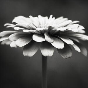 May include: A black and white photograph of a zinnia flower. The flower has multiple layers of petals, with a light color that contrasts with the dark background. The flower is in full bloom, with a long, slender stem.
