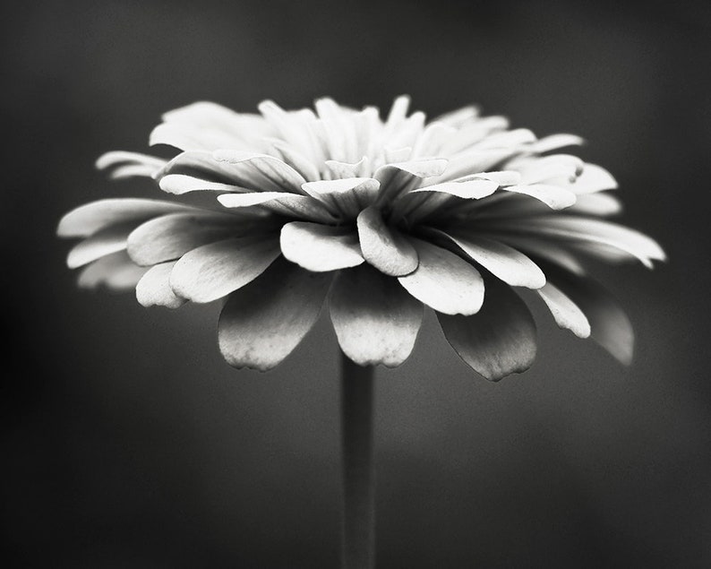 May include: A black and white photograph of a zinnia flower. The flower has multiple layers of petals, with a light color that contrasts with the dark background. The flower is in full bloom, with a long, slender stem.
