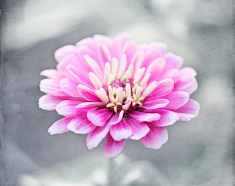 Pink Grey Flower Photography Print, Large Canvas Wall Art, Nursery