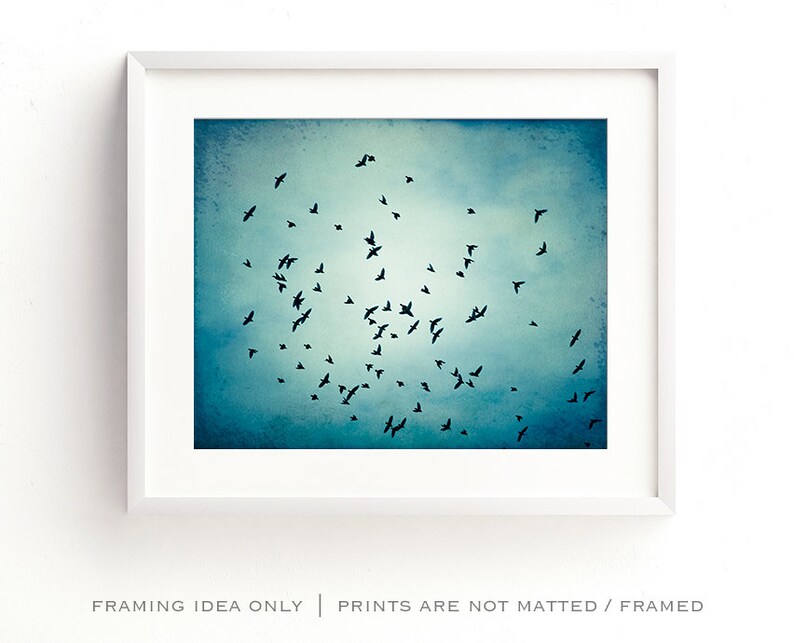 Fine art photography bird blue wall art print nature flock of birds flying photo black modern decor 11x14, 8x10 Photograph, Swarm image 3