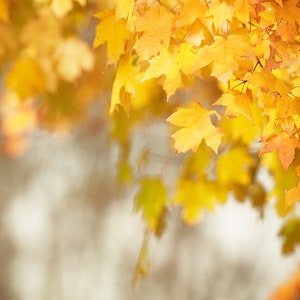 Autumn Leaves Photo, Autumn Artwork, Thanksgiving Decorations, Fall Leaf Art, Yellow Nature Print Print