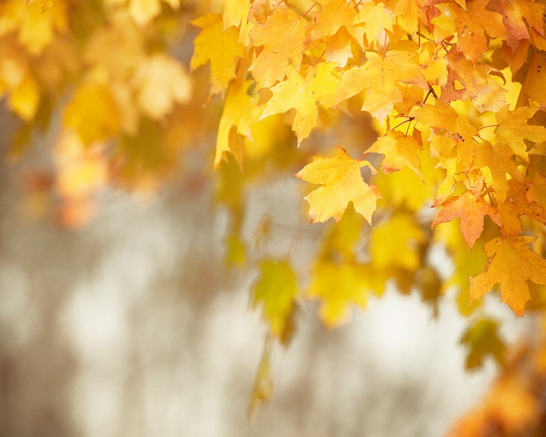 Autumn Leaves Photo, Autumn Artwork, Thanksgiving Decorations, Fall Leaf Art, Yellow Nature Print Print