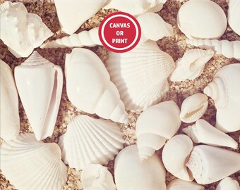 Chic Seashell Wall Art Print (or Canvas), Elegant Beach Dining Room Photography, Earthy Shell Picture, Large Neutral Bathroom Wall Photo