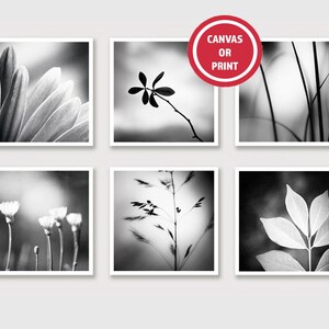Black and White Nature Photography Set of 6, Modern Gallery Wall Art Set of Six, Botanical Photographs or Canvases, Chic Neutral Grouping