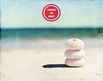 Sea Urchin Shells Beach Photo - Teal Coastal Wall Art Photography