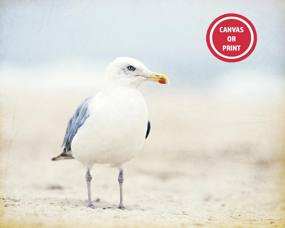 Seagull on Beach Photography Print or Canvas, Serene Coastal Wall Art ...
