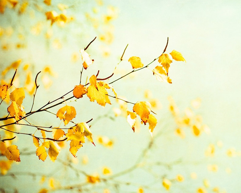 Fine Art Photography mint green yellow photo pale wall art Etsy