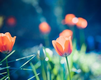 Flower Photography - blue orange coral green wall art nature print tulips colorful spring modern botanical, 8x10 Photograph, "Vivacious"