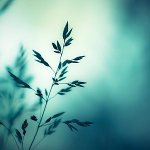 Nature Photography - dark turquoise teal wall art aqua blue print modern photo botanical - 16x20, 11x14, 8x10 Photograph, &quot;Sleep to Dream&quot;