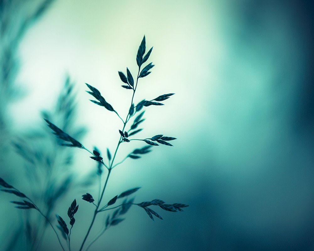 Nature Photography dark turquoise teal wall art aqua blue Etsy